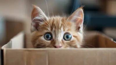 How to Keep Your Move Organized from Start to Finish