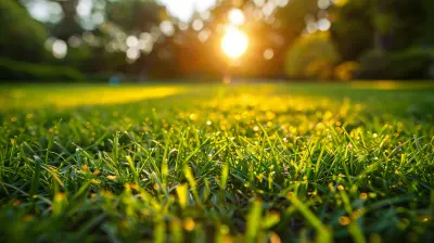 Secrets to Maintaining a Beautiful Lawn All Year Round