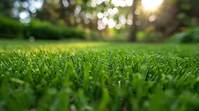 Secrets to Maintaining a Beautiful Lawn All Year Round