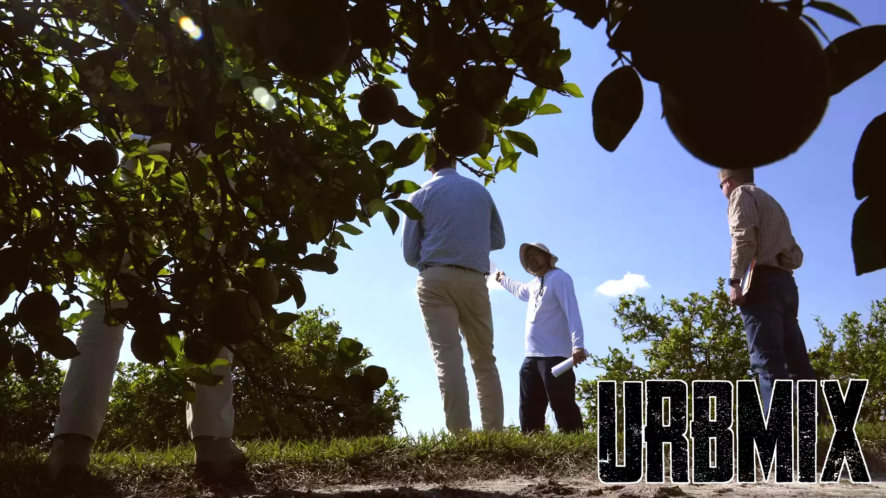 Florida's Citrus Industry Confronts Multiple Challenges